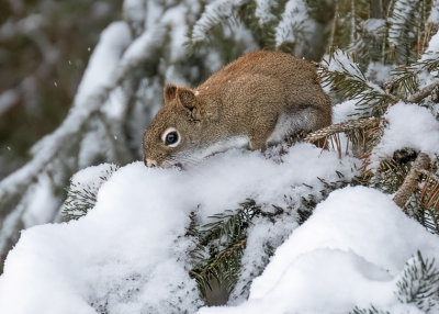 Red Squirrel (2 photos)