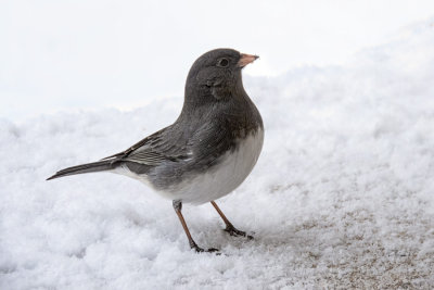 Dark-eyed Junco