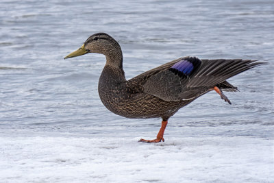 American Black Duck