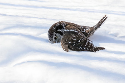 Northern Hawk Owl (2 photos)