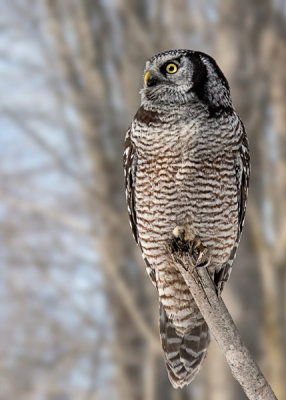 Northern Hawk Owl 