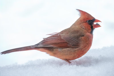 Northern Cardinal   (2 photos)