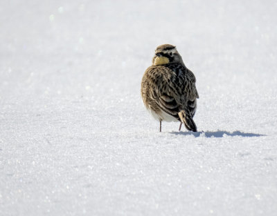 Horned Lark