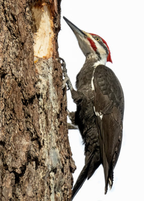 Pileated Woodpecker  (2 photos)