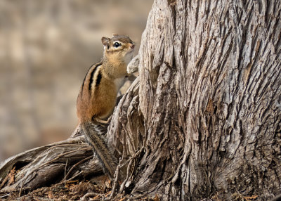 Chipmunk