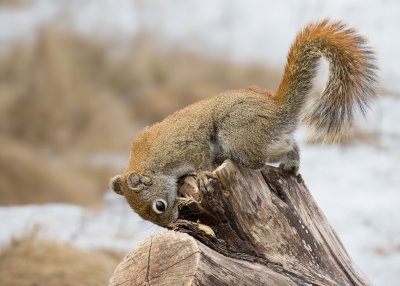 Red Squirrel