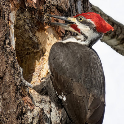 Pileated Woodpecker