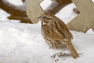 Song Sparrow