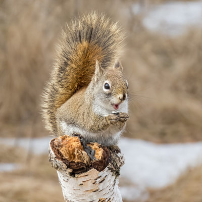 Red Squirrel