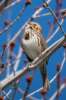 Song Sparrow