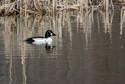 Common Goldeneye