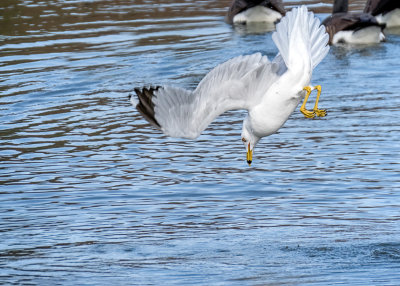 Ring-billed Gull Fishing   (3 Photos)