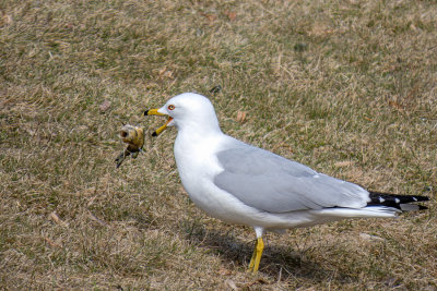 Ring-billed Gull (3 photos)