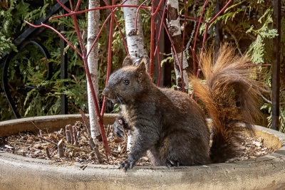 Grey Squirrel