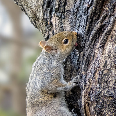 Grey Squirrel