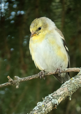 American Goldfinch    (2 photos)
