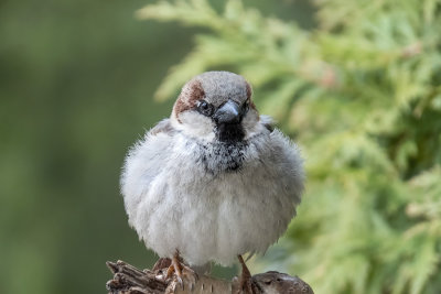 House Sparrow
