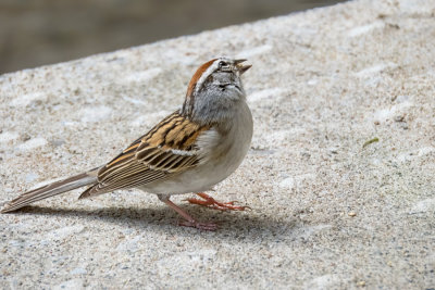 Chipping Sparrow
