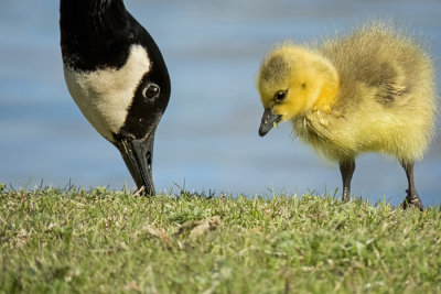 Canada Goose and Gosling