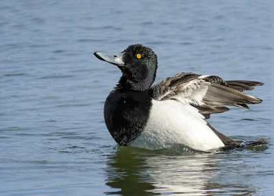 Lesser Scaup