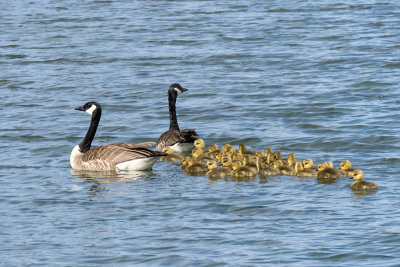 Canada Geese and Goslings (2 photos)