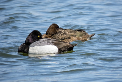 Lesser Scaups