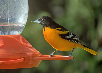 Baltimore Oriole (2 photos)