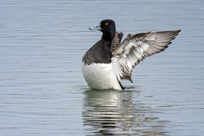 Lesser Scaups (2 photos)