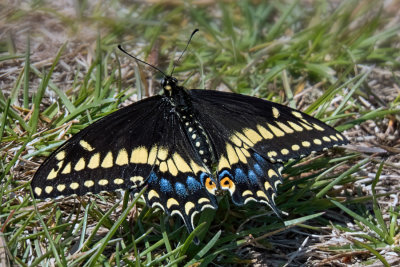 Black Swallowtail