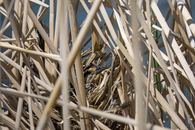 Red-winged Blackbird - female