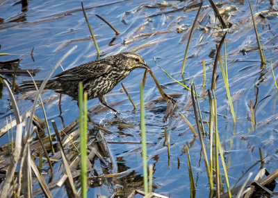 Nest Building - Red-winged Blackbird (4 photos)