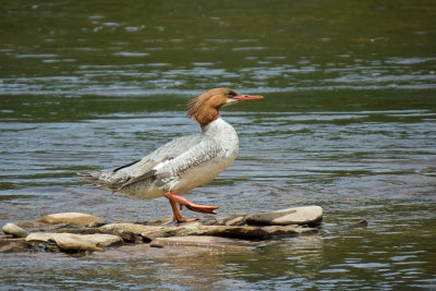 Common Merganser