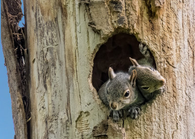 Grey Squirrel Youngsters (2 photos)