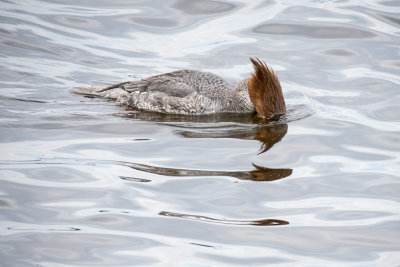 Common Merganser (2 photos)