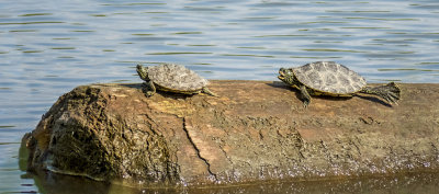 Map Turtles