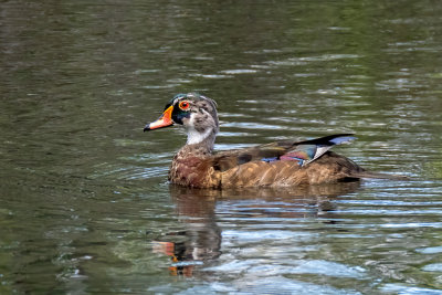 Wood Duck