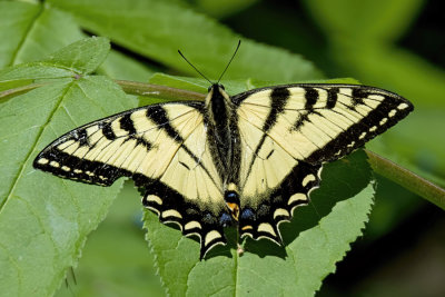 Canadian Tiger Swallowtail