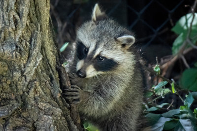 Raccoon