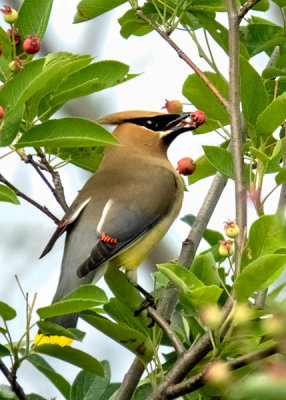 Cedar Waxwing (2 photos)