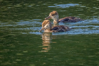 Hooded Merganser Ducklings