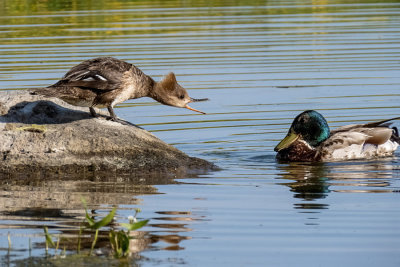 Hooded Merganser Face-off