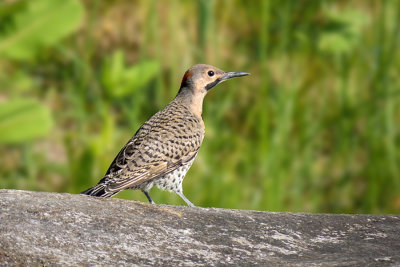 Northern Flicker