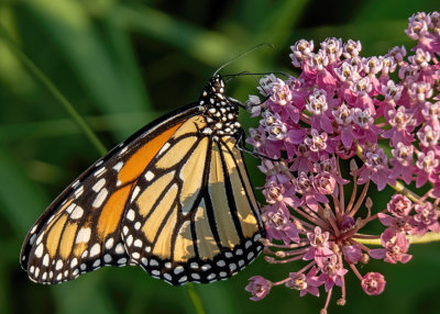 Monarch Butterfly