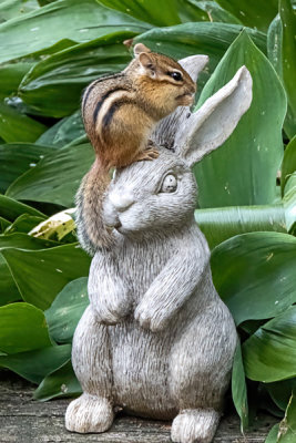Eastern Chipmunk