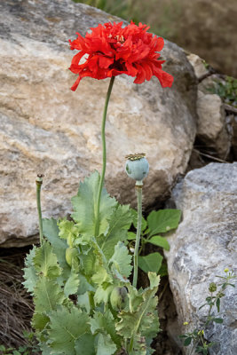 Oriental Poppy