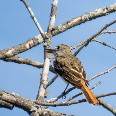 Brown Thrasher - juvenile