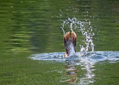 Hooded Merganser (2 photos)