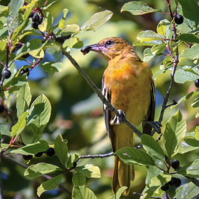 Baltimore Oriole