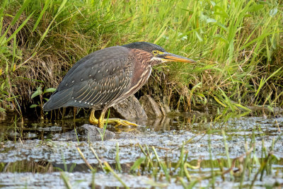 Green Heron