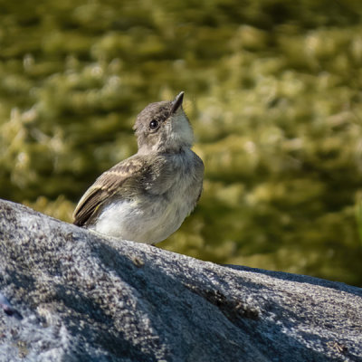 Eastern Phoebe